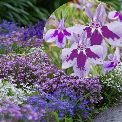 Lobelia erinus 'Laura® Lavender' - Sinilobeelia 'Laura® Lavender' P9/0,55L